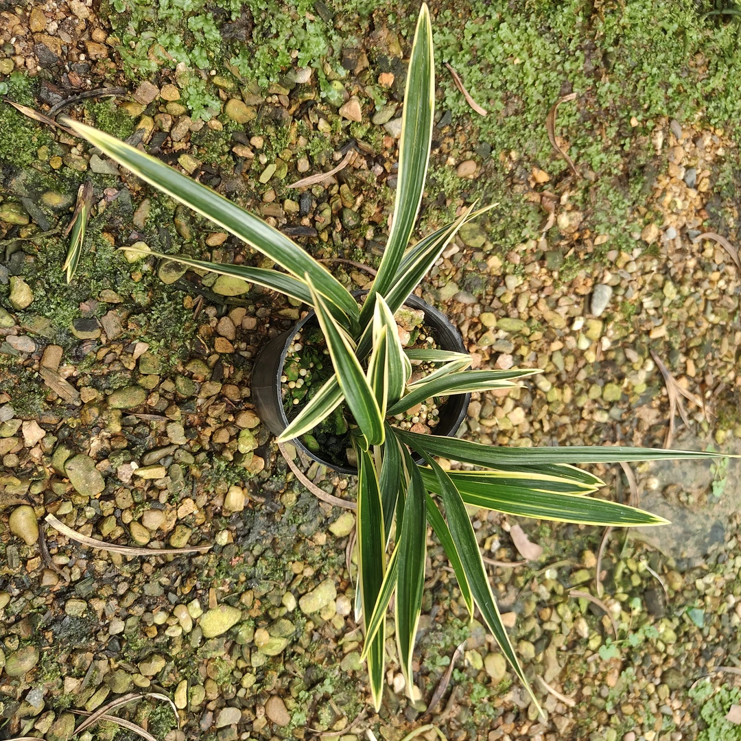 【彩云荷】兰花兰草春兰花艺双全传统品种矮种小盆栽绿植金边叶艺