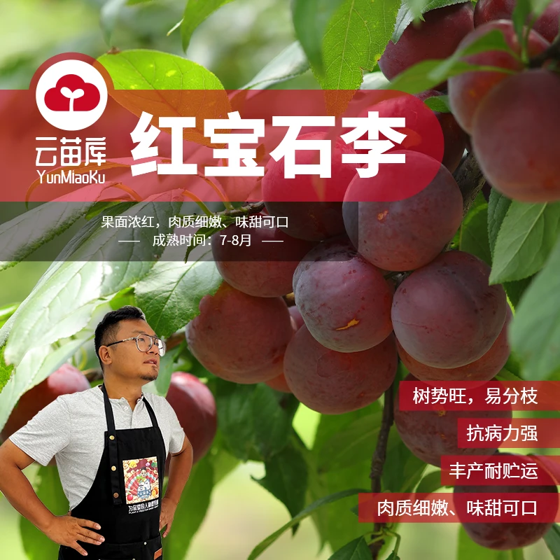 云苗库红宝石李裸根苗嫁接李子苗可地栽盆栽阳台自花授粉单株挂果