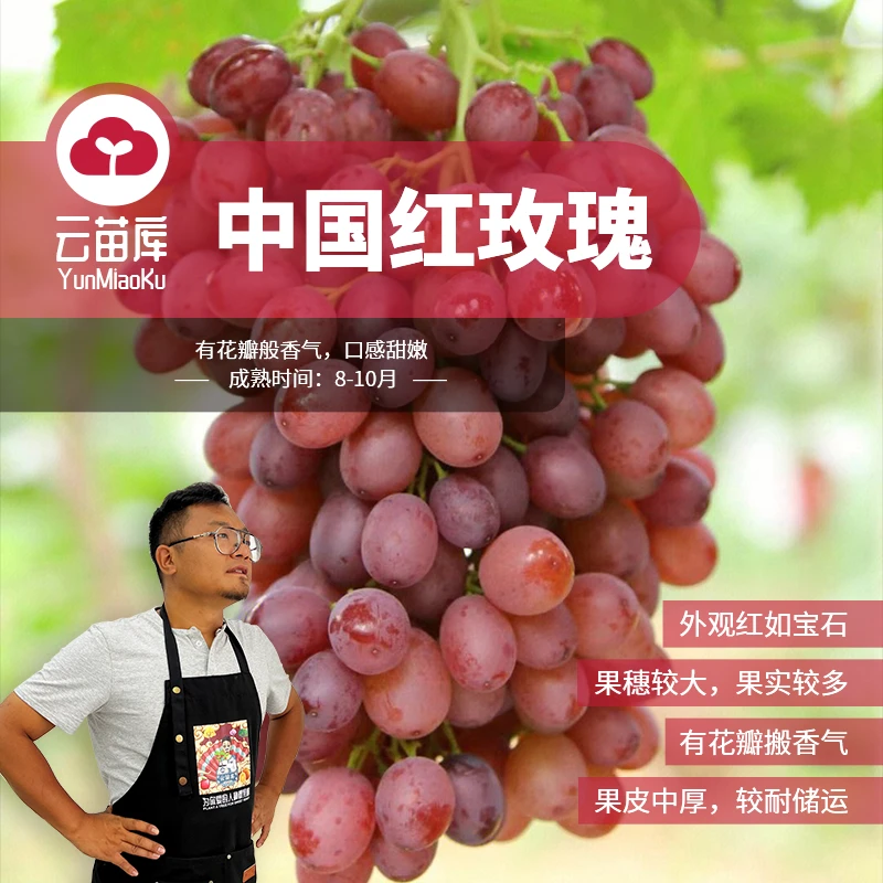 云苗库【中国红玫瑰葡萄裸根苗】适合地栽盆栽阳台庭院种植嫁接苗
