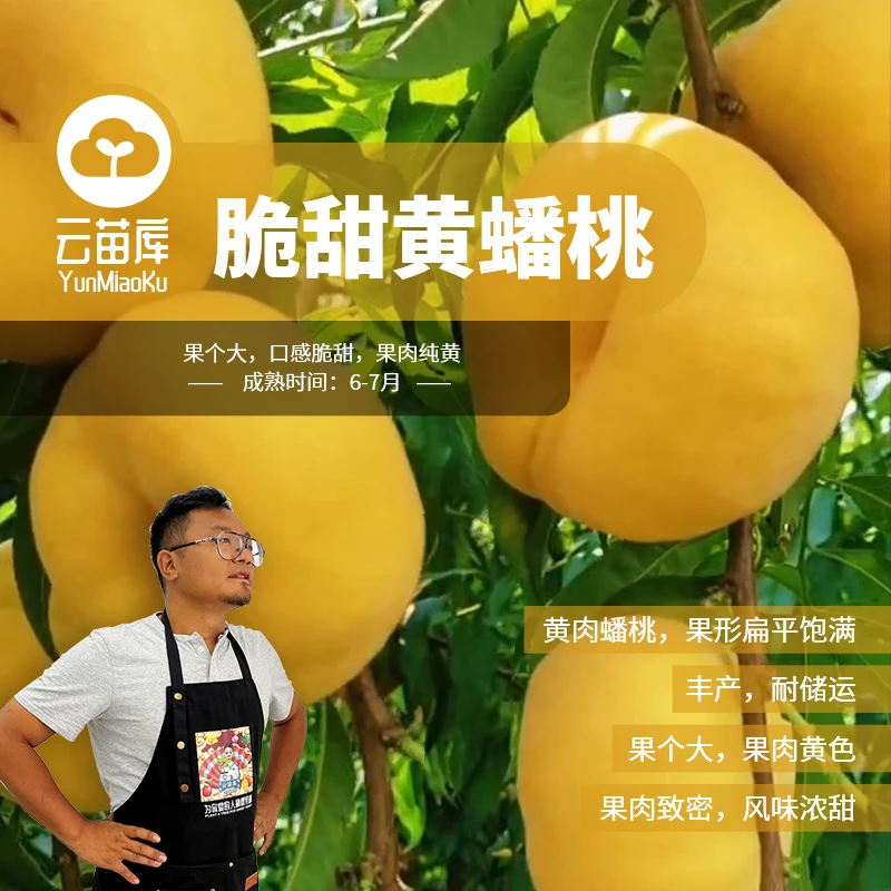 云苗库【脆甜黄蟠桃容器苗】桃子果树苗可盆栽阳台庭院种植嫁接苗