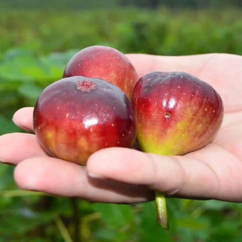 云苗库波姬红无花果树苗28*17容器苗盆栽嫁接阳台种植适合新手