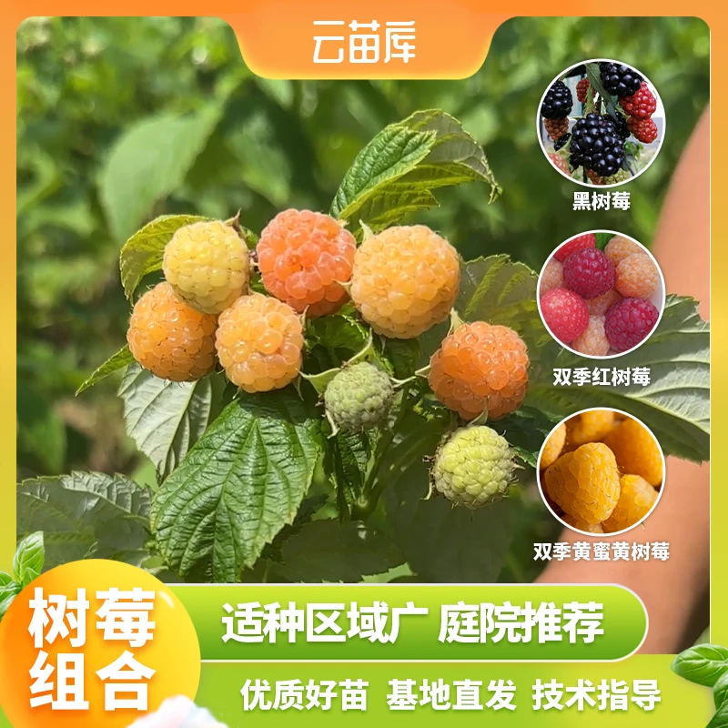 云苗库现货树莓组合装双季红树莓苗黄树莓苗黑树莓苗裸根苗包邮