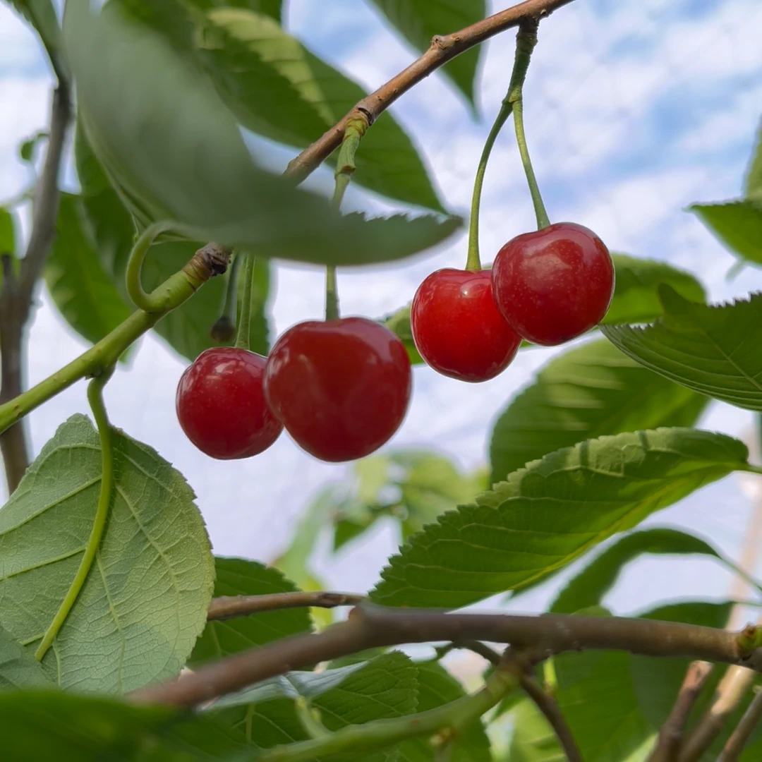 云苗库红妃樱桃1.5加仑容器苗樱桃苗阳台种植带土带容器发货包邮
