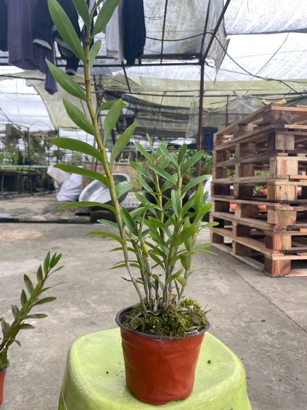 红勺唇石斛，苗情非常好。可吃可观赏