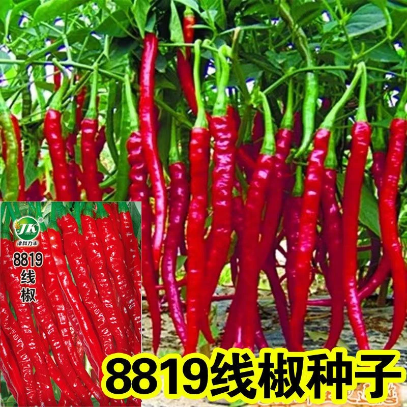 8819线椒种子香辣干辣椒皱皮红辣椒高产线椒农家大田蔬菜种籽