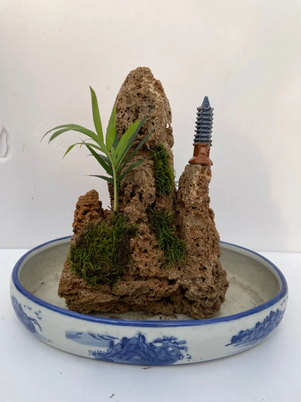 吸水石一物一拍盆景高度22公分盆长25公分带盆包邮送种子