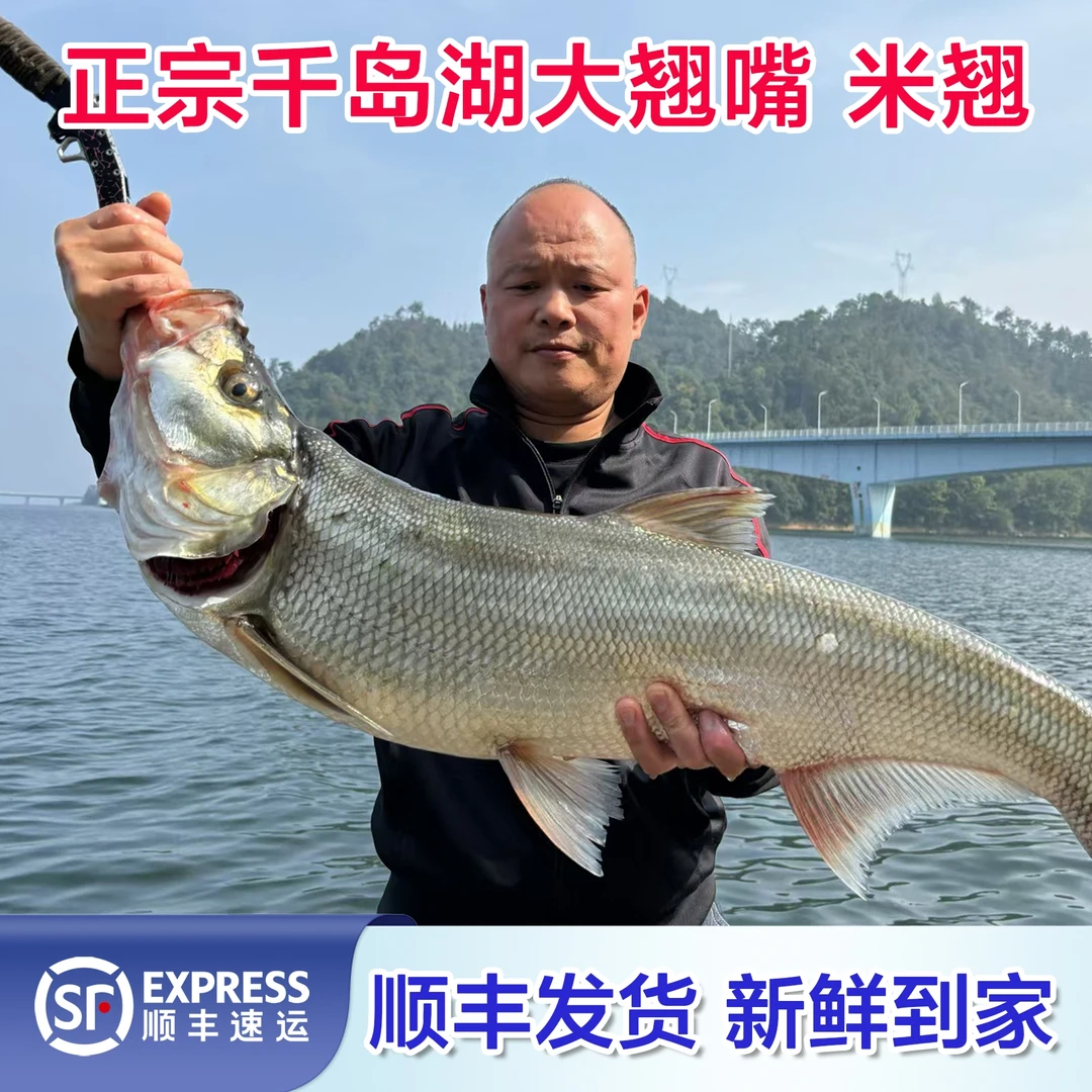 正宗千岛湖大翘嘴白条鱼米翘刁子鱼新鲜活鱼现杀顺丰发货