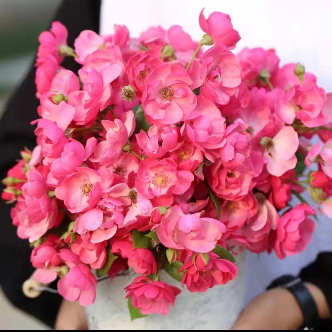 《安吉拉棒棒糖》浓香型垂钓耐热耐寒欧洲月季单瓣花多头多季节