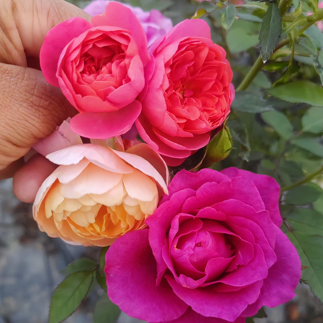《多色月季棒棒》紫色橙色樱桃色多种花色嫁接欧月品种