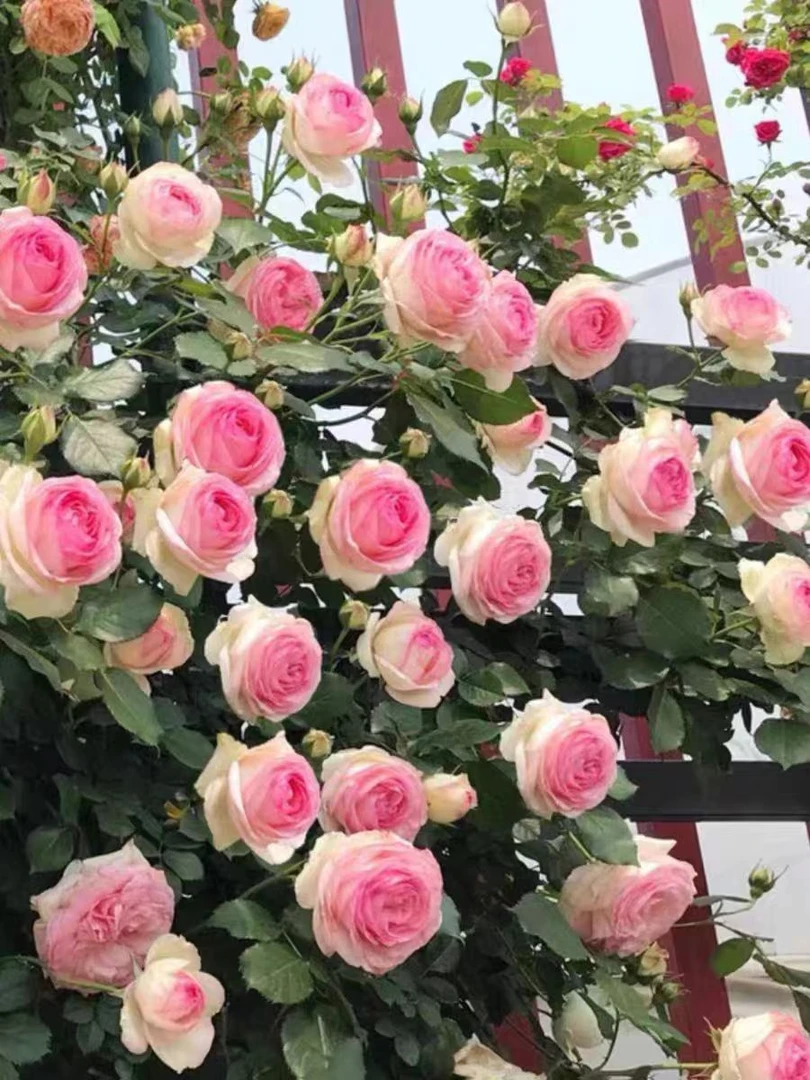 《爬墙月季》品种多多藤本花量多适合做花墙拱门爬墙月季适合做花墙