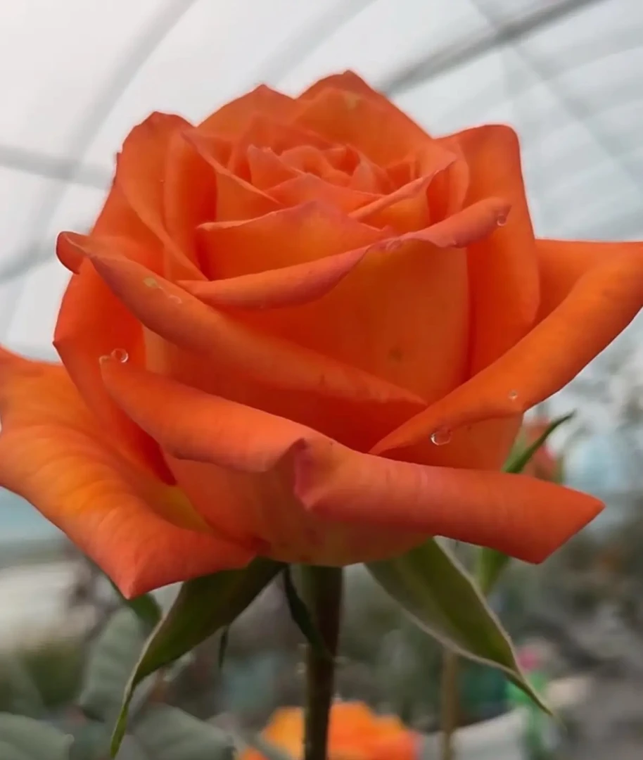 【橙意】新品切花盆栽耐热月季