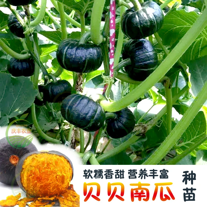 迷你绿贝贝小南瓜秧苗板栗四季蔬菜苗春秋菜种籽种孑大全农作物种