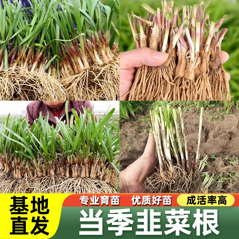 紫根韭菜蔬菜之乡阳台盆栽种菜韭菜种子宽叶高品质优质懒人特产