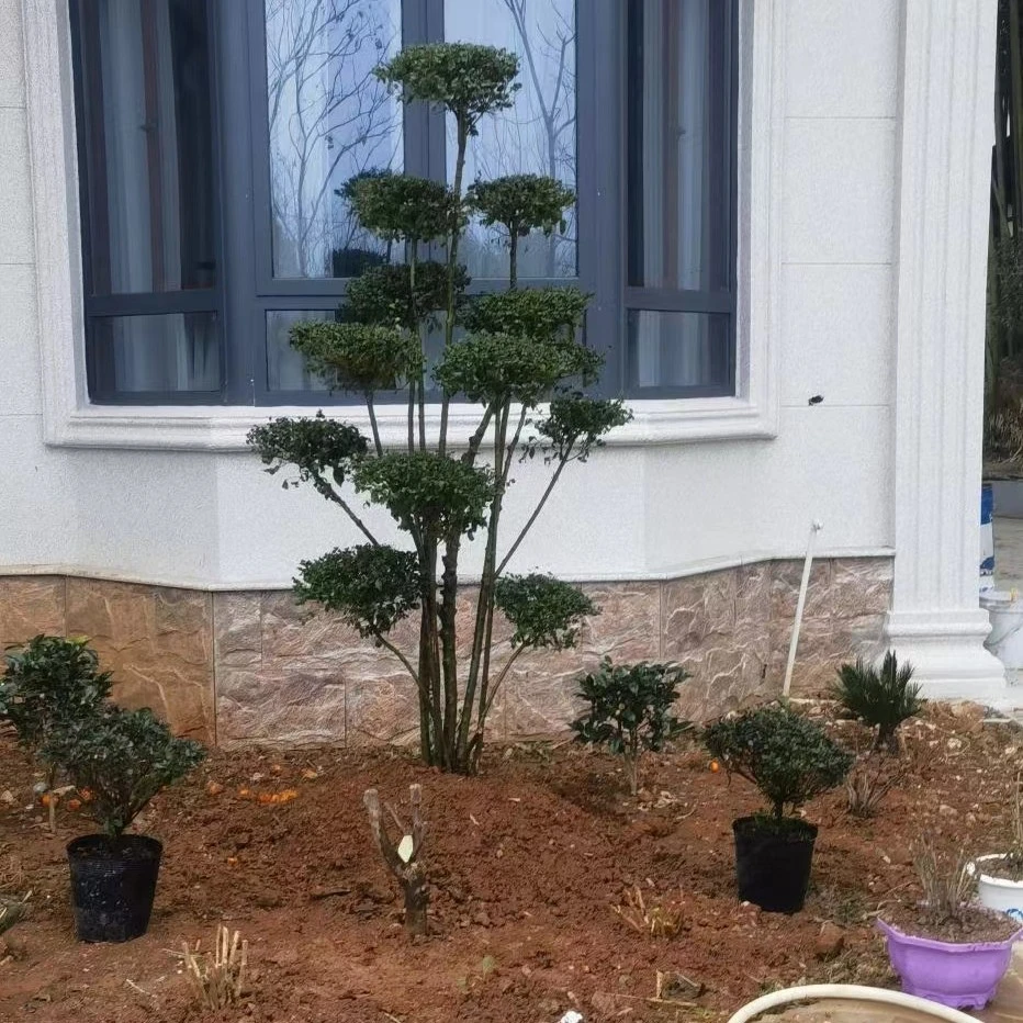 盆景女贞直播链接