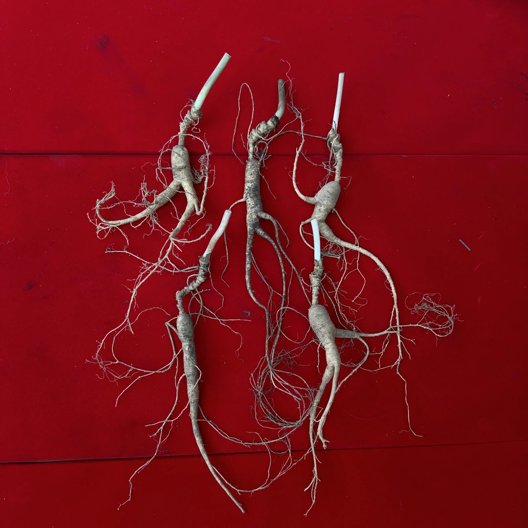 山里兄弟长白山山参5支