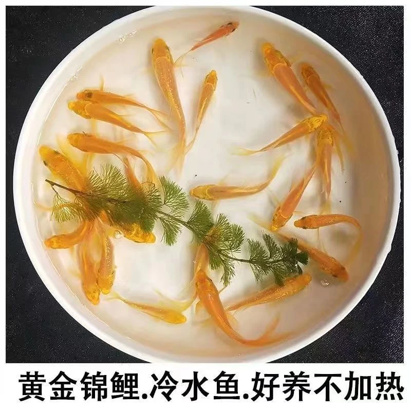 观赏鱼冷水鱼黄金黑金白金大正昭和孔雀茶鲤秋翠白写黄写鱼观赏鱼