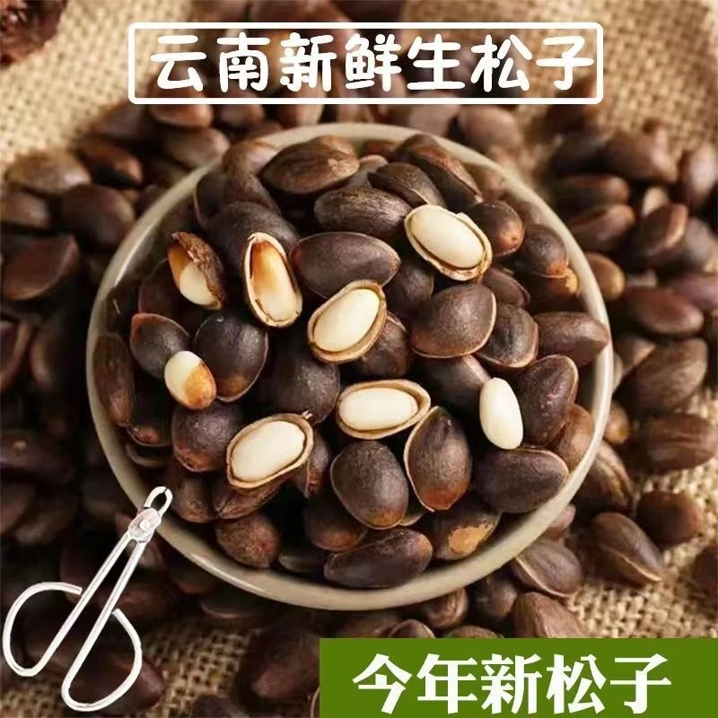 2025年云南新鲜松子湿生松子新货1100颗粒散装零食批发坚果可炒