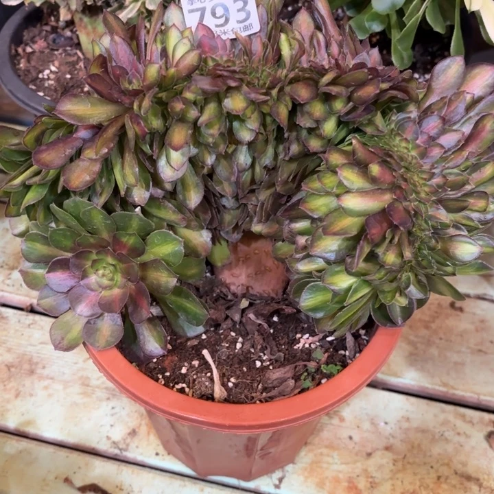 793抹茶缀化掌心多肉法师锦