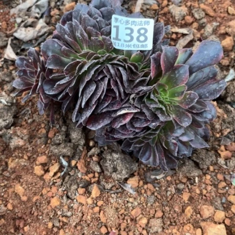 138水果糖缀化掌心多肉法师锦