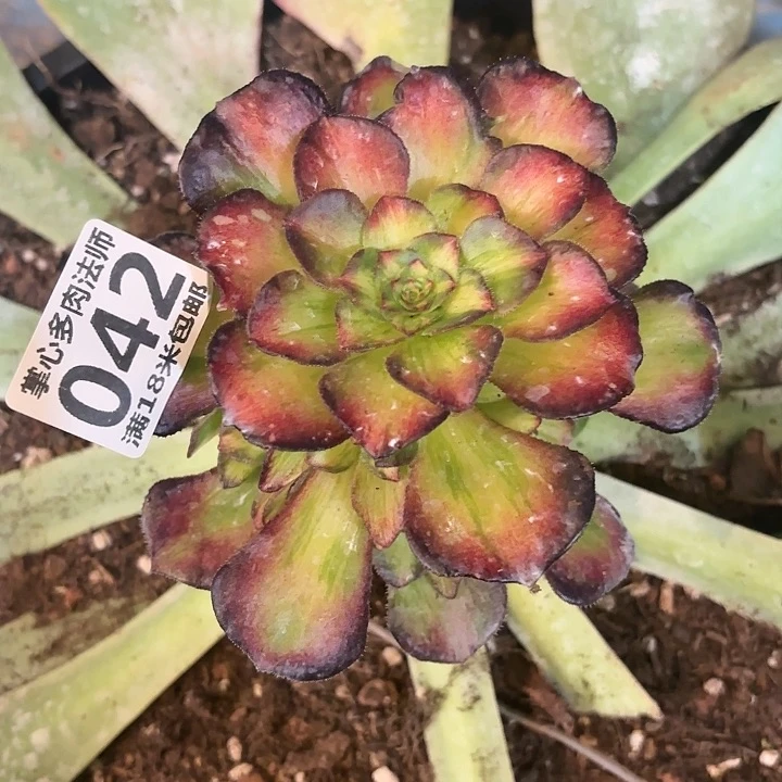 042海王七彩掌心多肉法师锦