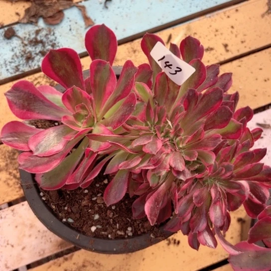 143粉女郎缀化掌心多肉法师锦