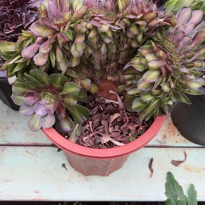 052抹茶缀化掌心多肉法师锦