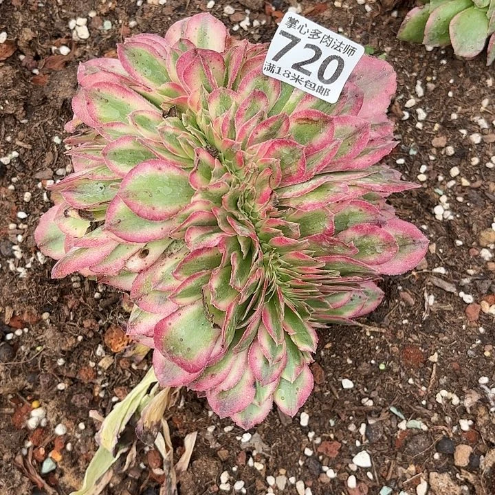 720荔枝缀化掌心多肉法师锦