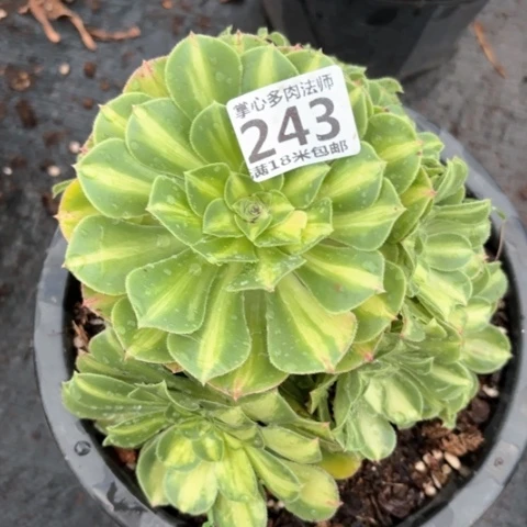 243翡翠琉璃掌心多肉法师锦