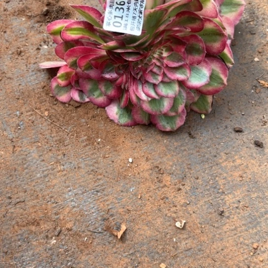 0136缀化掌心多肉法师锦