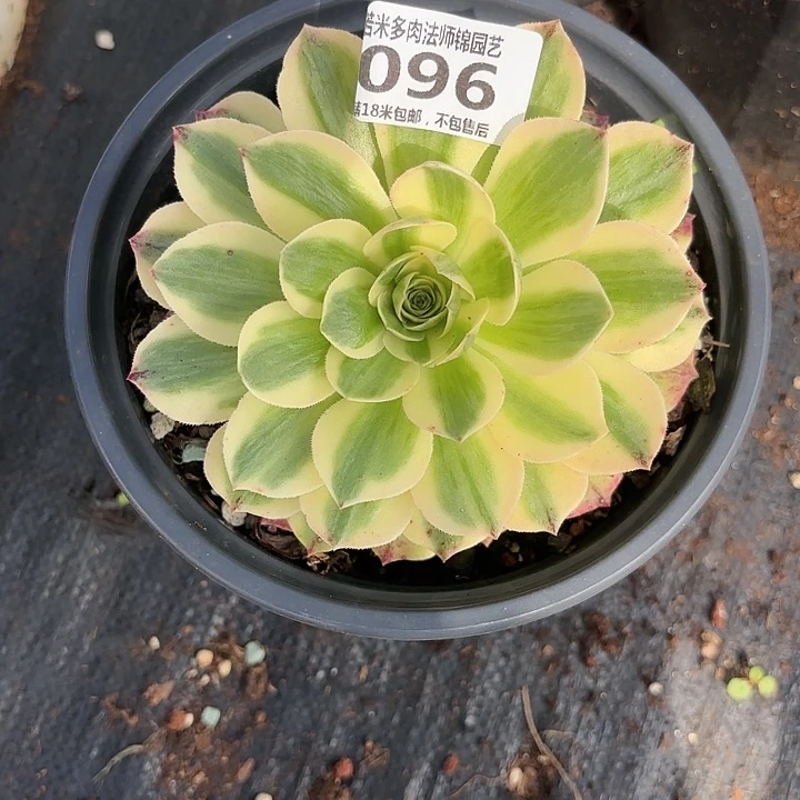 96伊丽莎白诺米多肉法师锦