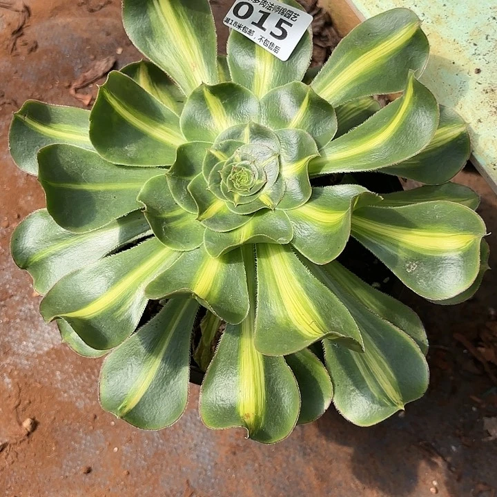 015暴君诺米多肉法师锦