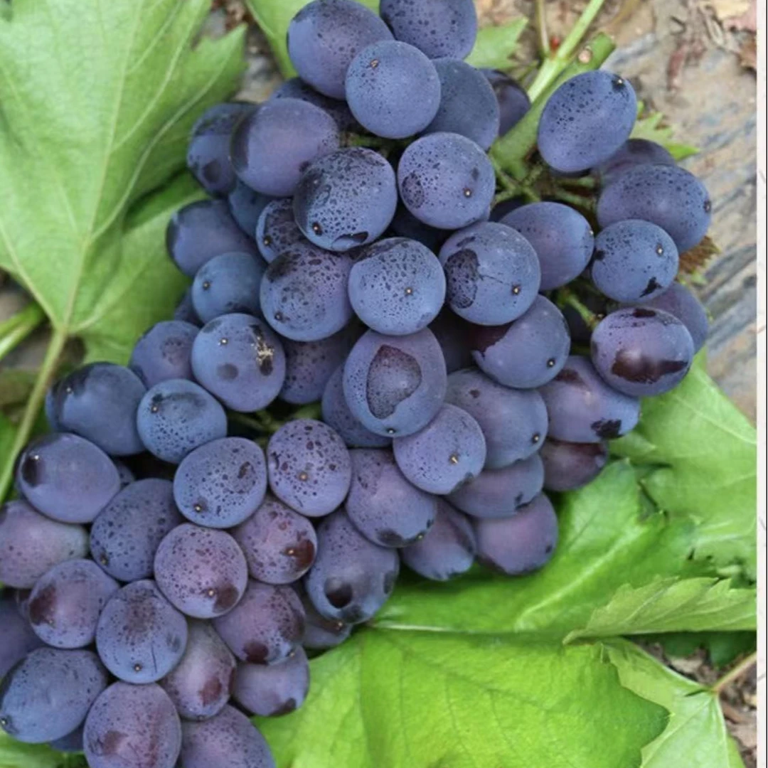 进口玫瑰香嘎嘎甜一盒一斤装海南省