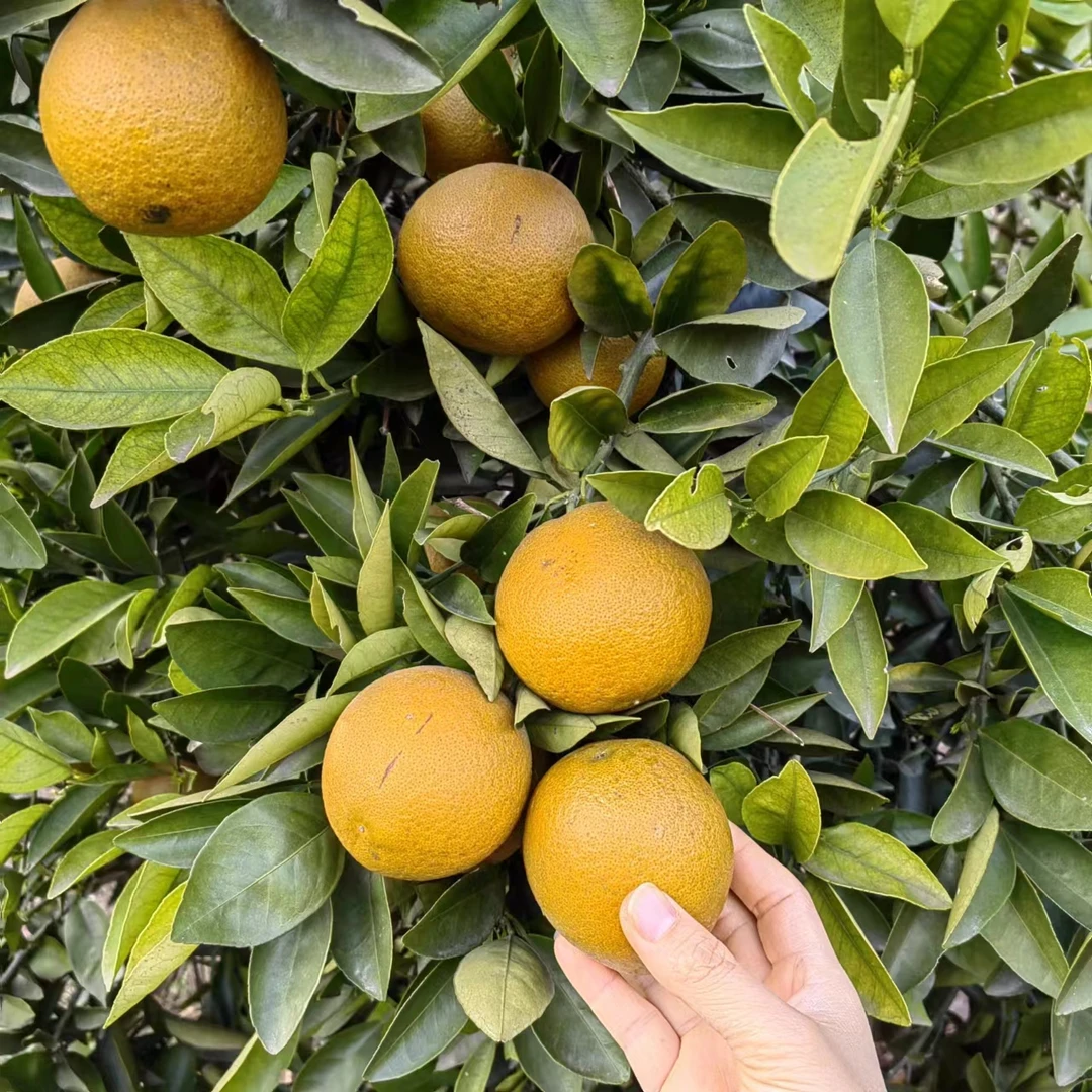 湖北秭归橙子黑美人巧克力棕橙皮薄多汁5斤/9斤