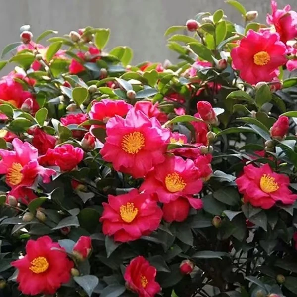 茶梅财神立寒丹玉