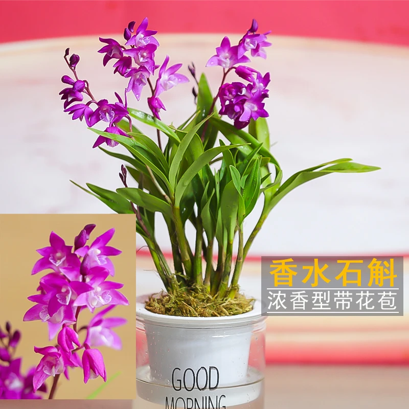 七彩香水石斛兰 精品澳洲石斛 年宵花浓香型花卉 水培盆栽