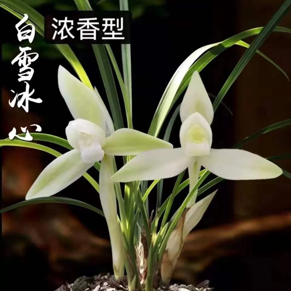 【正品兰花】浓香兰花苗素雅细叶春兰白雪冰心(阿里山素)好种绿植盆