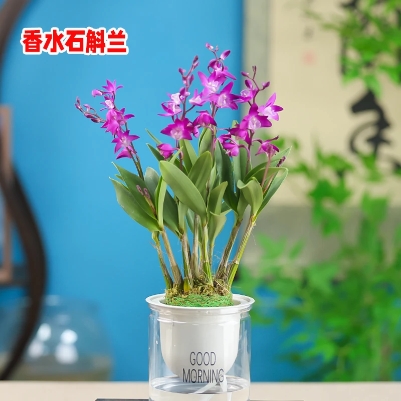 七彩香水石斛兰 精品澳洲石斛 年宵花浓香型花卉 水培盆栽
