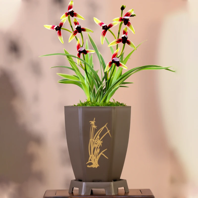 【金边兰花苗】金尊红颜 建兰矮种兰花艺草 精品兰花名贵优美铭品