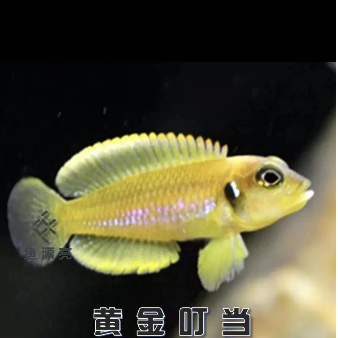 三湖慈鲷-卷贝合集
