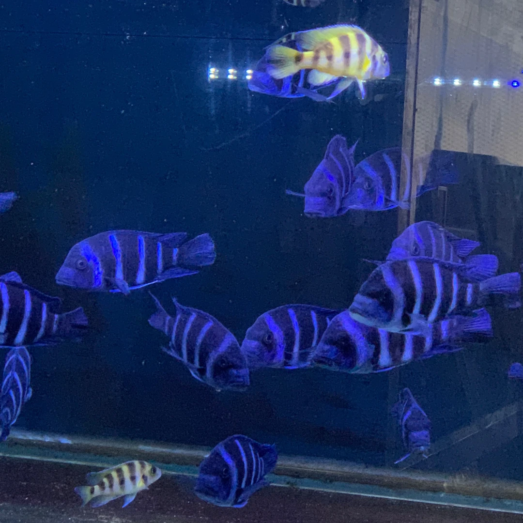 三湖慈鲷一萨伊蓝六间