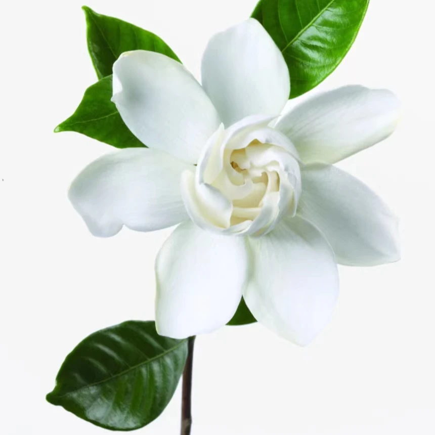 海岛栀子花.春花.水杨梅直播一物一拍