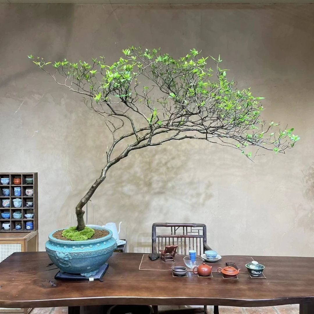 海岛栀子花春花苗盆栽室内花卉植物阳台绿植耐寒直播间一物一拍