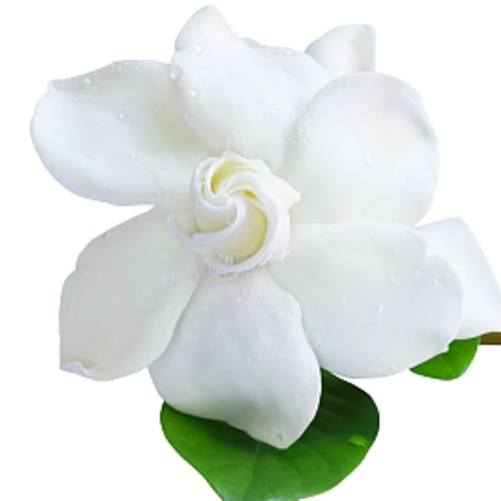 海岛栀子花春花水杨梅直播间一物一拍