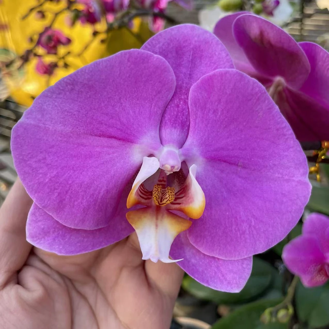 【安娜】蝴蝶兰盆栽年宵花包邮花带花苞发货