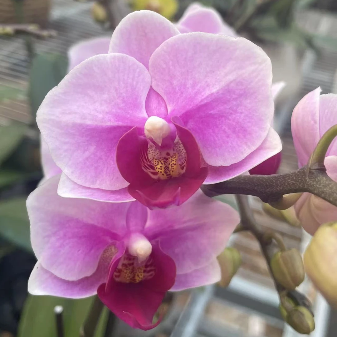【宝贝】蝴蝶兰盆栽年宵花包邮花带花苞发货