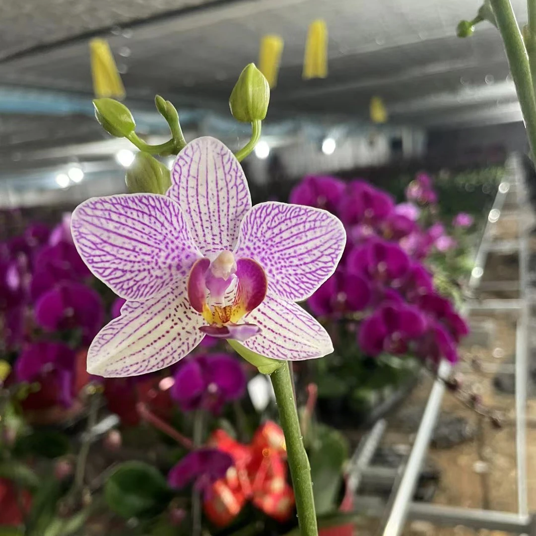 【清风】蝴蝶兰盆栽年宵花包邮花带花苞发货
