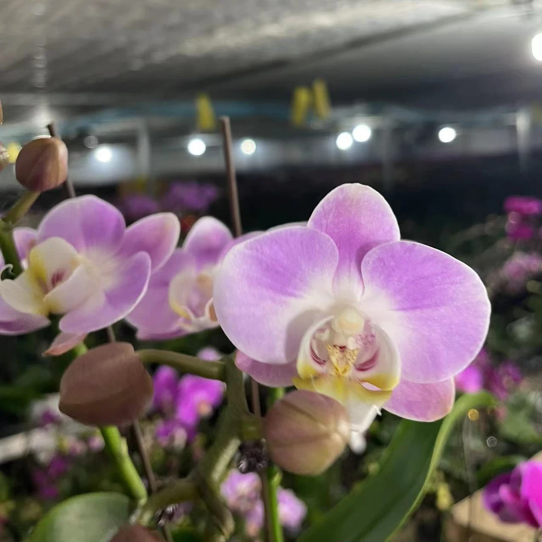 【优雅】蝴蝶兰盆栽年宵花包邮花带花苞发货