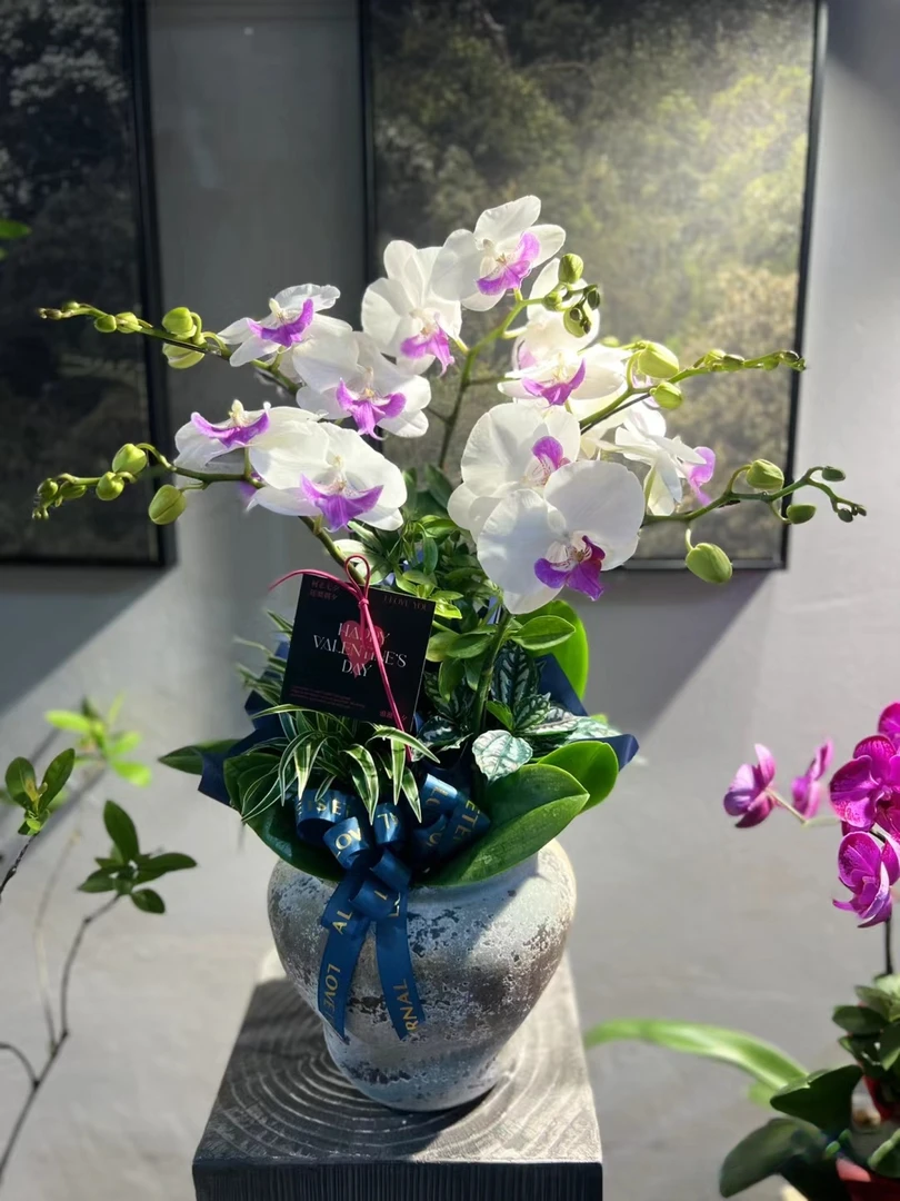 3.5寸（茶花女）蝴蝶兰不带花剑处理苗不售后
