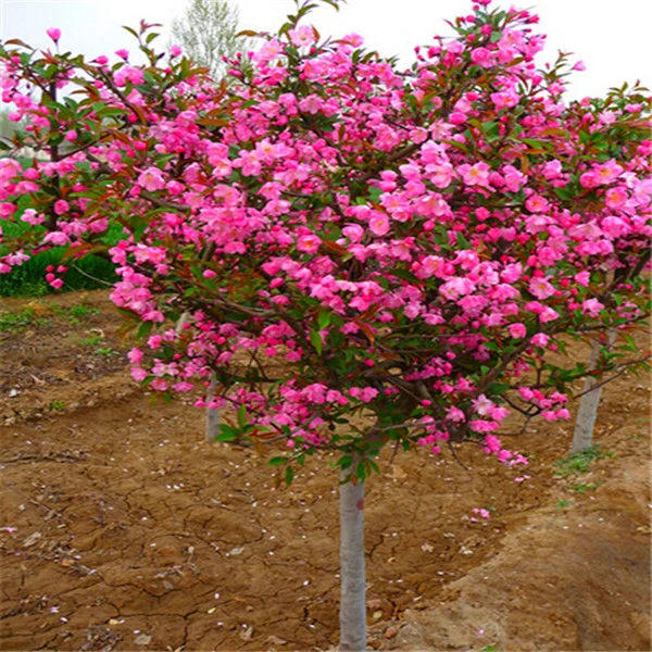 高杆海棠树苗西府垂丝北美日本海棠花树苗庭院别墅适应南北方种植