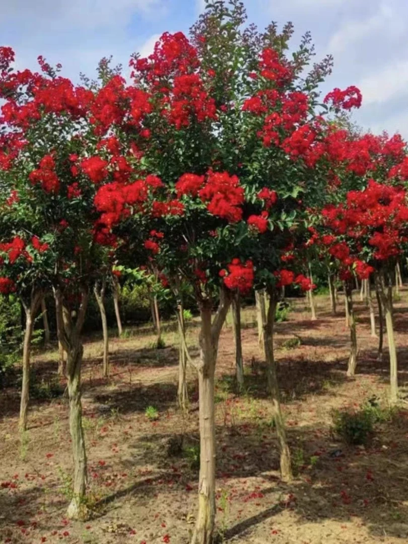 丛生紫薇树苗庭院种植大型紫薇花盆栽美国红火箭绿化风景树苗耐寒